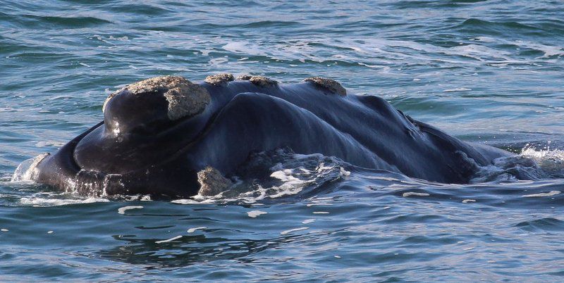 Welsh Whales Perlemoen Bay Gansbaai Western Cape South Africa Whale, Marine Animal, Animal, Ocean, Nature, Waters