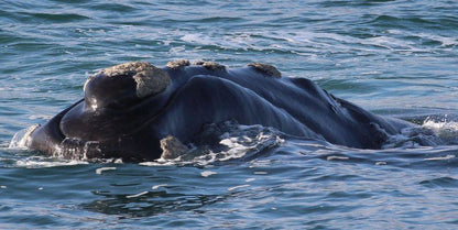 Welsh Whales Perlemoen Bay Gansbaai Western Cape South Africa Whale, Marine Animal, Animal, Ocean, Nature, Waters