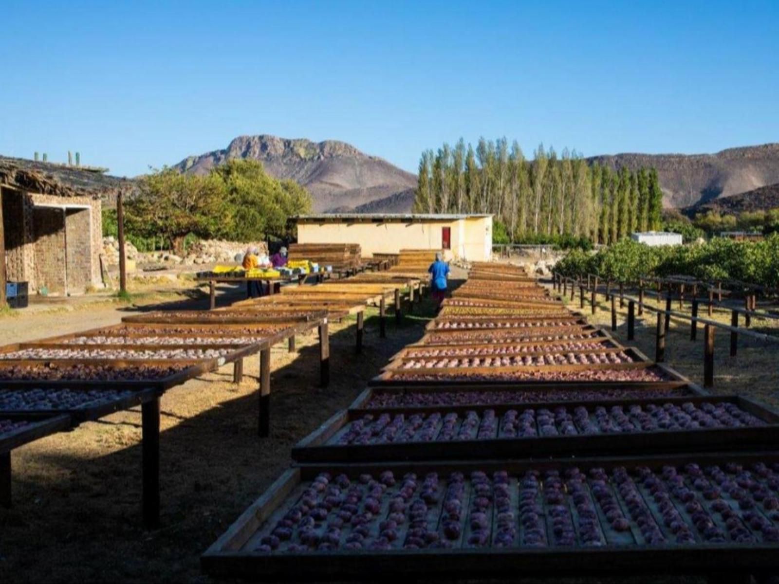 Weltevrede Fig Farm Prince Albert Western Cape South Africa Complementary Colors