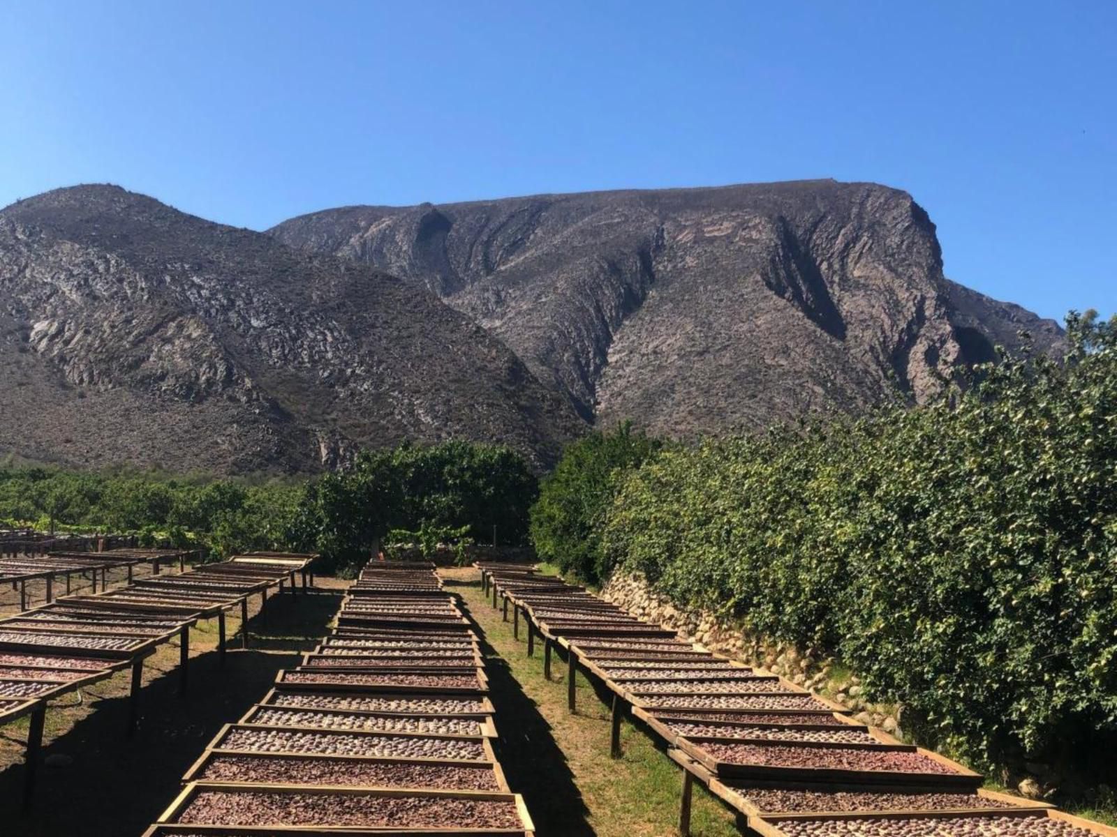 Weltevrede Fig Farm Prince Albert Western Cape South Africa Complementary Colors, Railroad, Leading Lines