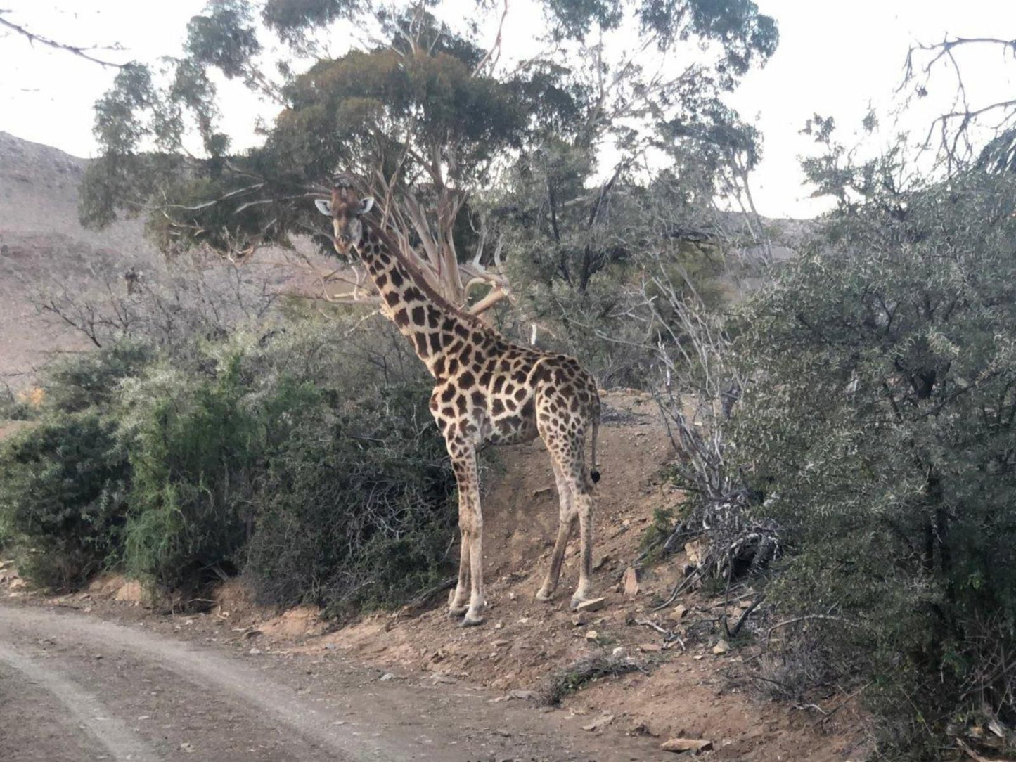 Weltevrede Fig Farm Prince Albert Western Cape South Africa Unsaturated, Giraffe, Mammal, Animal, Herbivore, Forest, Nature, Plant, Tree, Wood