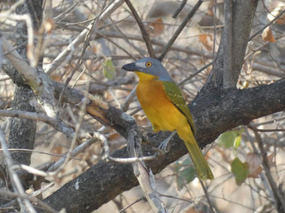 Weltevrede Lodge Marloth Park Mpumalanga South Africa Kingfisher, Bird, Animal