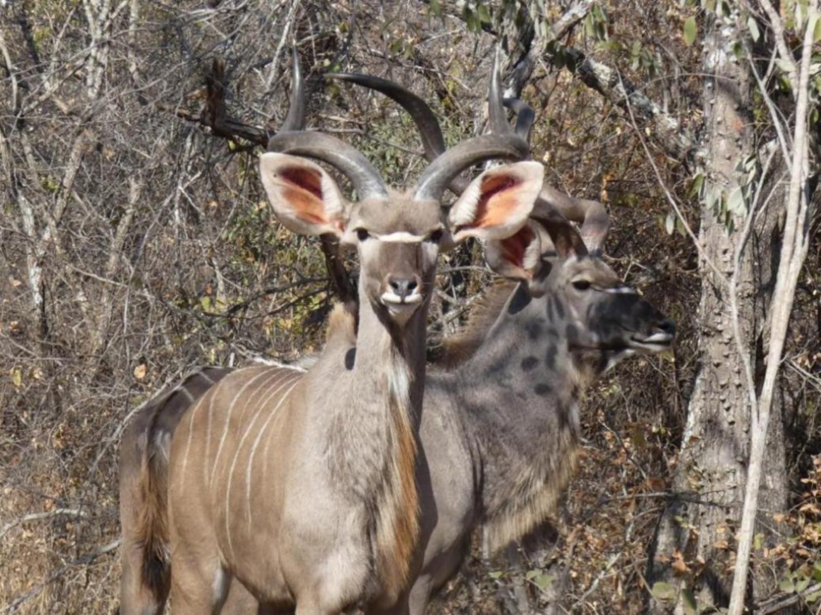 Weltevrede Lodge Marloth Park Mpumalanga South Africa Animal