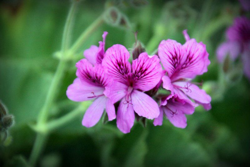 Weltevrede Akkommodasie Hoheizen Cape Town Western Cape South Africa Complementary Colors, Blossom, Plant, Nature, Flower