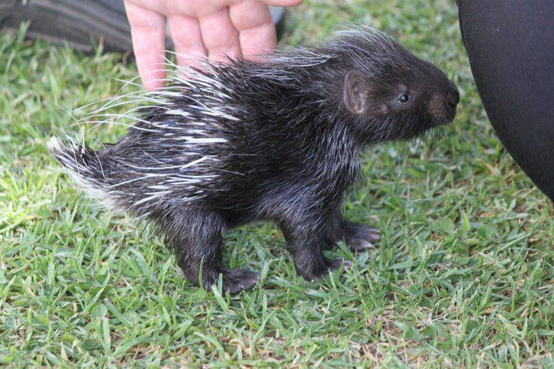 Skunk, Mammal, Animal, Predator, Weltevrede Lion Farm, Heilbron, Heilbron