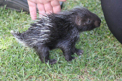 Skunk, Mammal, Animal, Predator, Weltevrede Lion Farm, Heilbron, Heilbron