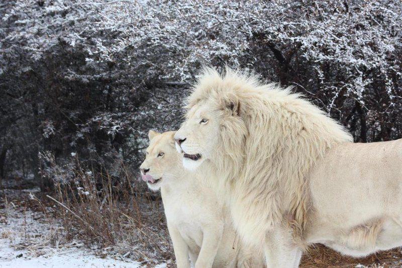 Lion, Mammal, Animal, Big Cat, Predator, Weltevrede Lion Farm, Heilbron, Heilbron