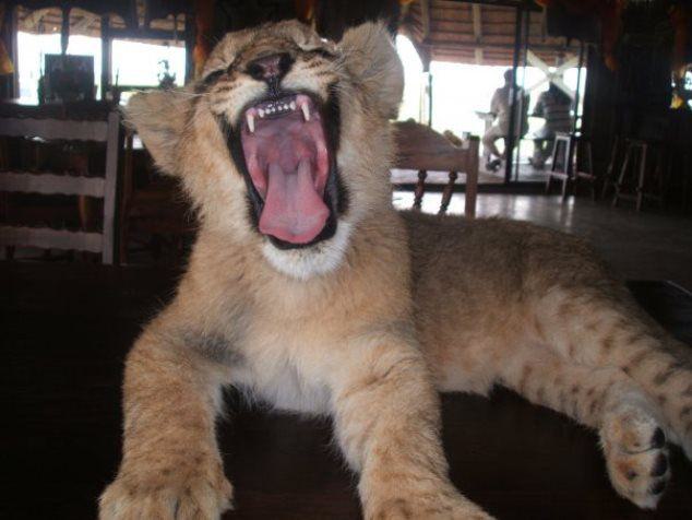 Animal, Person, Weltevrede Lion Farm, Heilbron, Heilbron