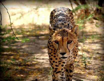 Weltevreden Game Lodge Glen Bloemfontein Free State South Africa Cheetah, Mammal, Animal, Big Cat, Predator