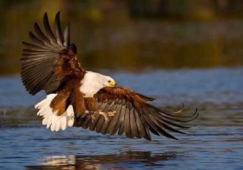 Weltevreden Game Lodge Glen Bloemfontein Free State South Africa Eagle, Bird, Animal, Predator