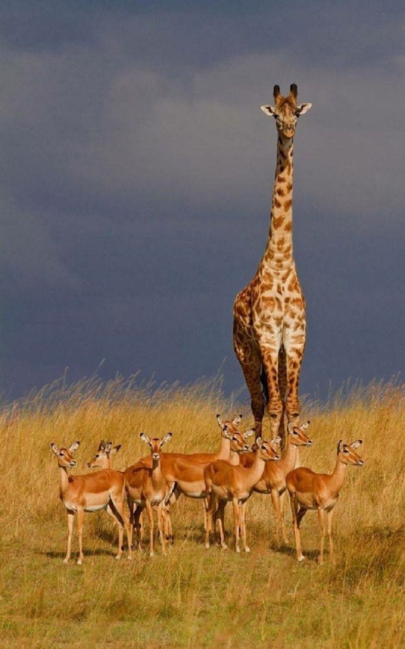 Weltevreden Game Lodge Glen Bloemfontein Free State South Africa Giraffe, Mammal, Animal, Herbivore