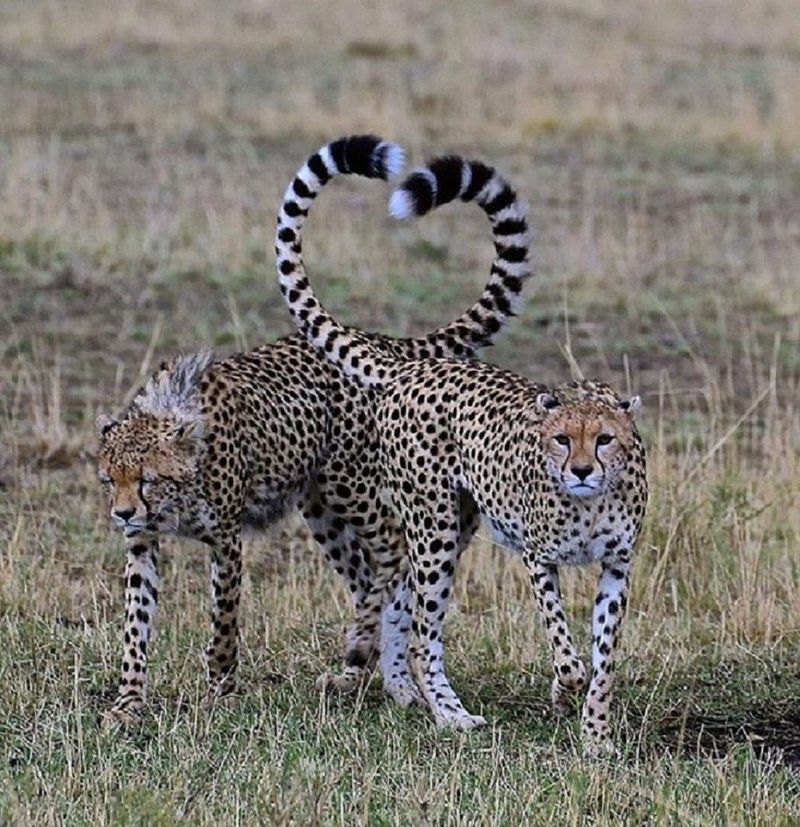 Weltevreden Game Lodge Glen Bloemfontein Free State South Africa Unsaturated, Cheetah, Mammal, Animal, Big Cat, Predator
