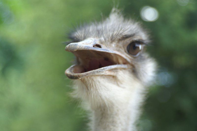 Weltevreden Game Lodge Glen Bloemfontein Free State South Africa Ostrich, Bird, Animal