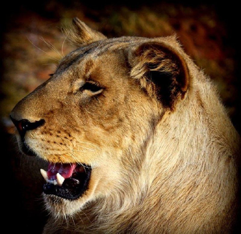 Weltevreden Game Lodge Glen Bloemfontein Free State South Africa Lion, Mammal, Animal, Big Cat, Predator