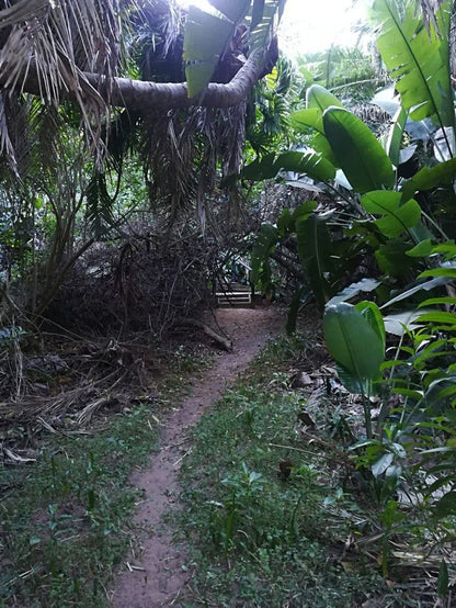 Wenonah 12 Trafalgar Kwazulu Natal South Africa Forest, Nature, Plant, Tree, Wood, Palm Tree