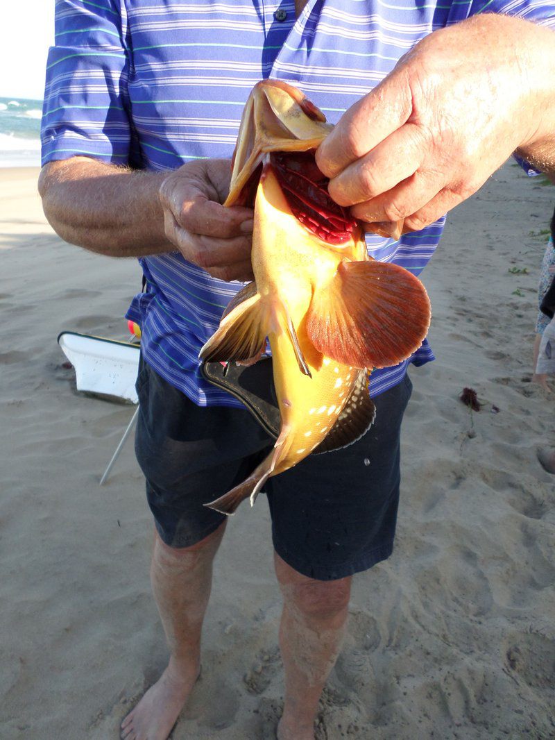 Wenonah 12 Trafalgar Kwazulu Natal South Africa Complementary Colors, Beach, Nature, Sand, Fish, Marine Animal, Animal