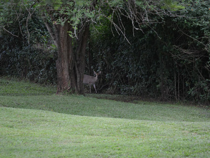 Wensleydale Guest Lodge Scottsville Pietermaritzburg Kwazulu Natal South Africa Unsaturated, Deer, Mammal, Animal, Herbivore, Forest, Nature, Plant, Tree, Wood