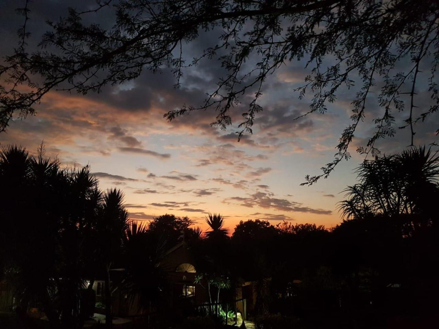 Wensleydale Guest Lodge Scottsville Pietermaritzburg Kwazulu Natal South Africa Palm Tree, Plant, Nature, Wood, Sky, Sunset