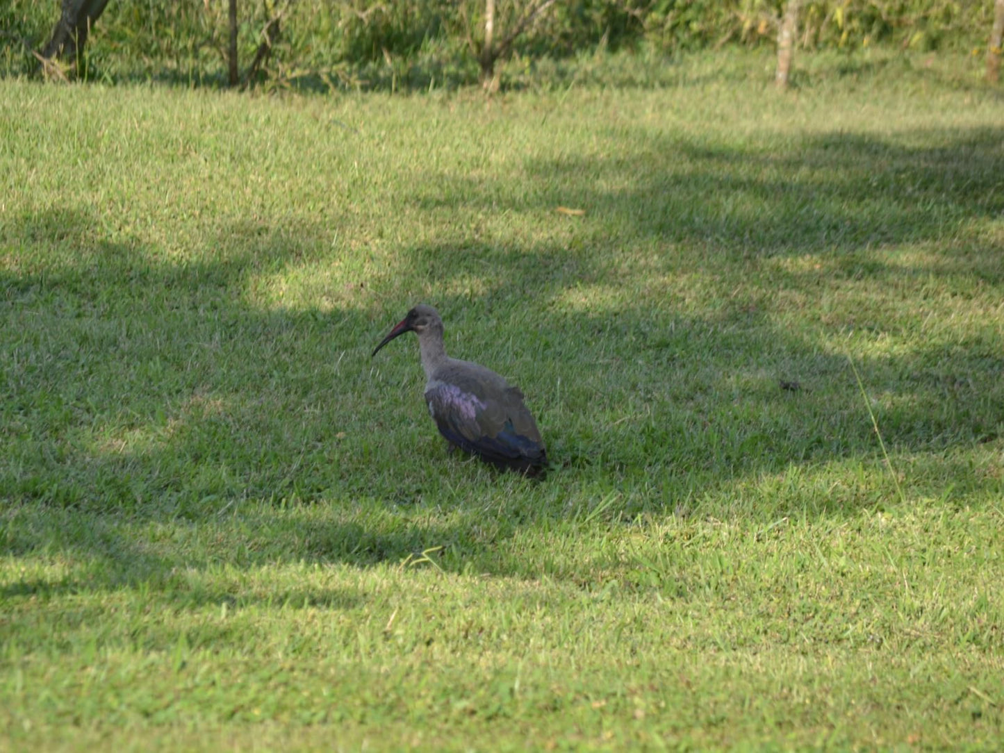 Wensleydale Guest Lodge Scottsville Pietermaritzburg Kwazulu Natal South Africa Bird, Animal