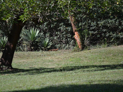 Wensleydale Guest Lodge Scottsville Pietermaritzburg Kwazulu Natal South Africa Palm Tree, Plant, Nature, Wood