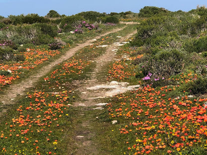 West Coast Shores, Plant, Nature