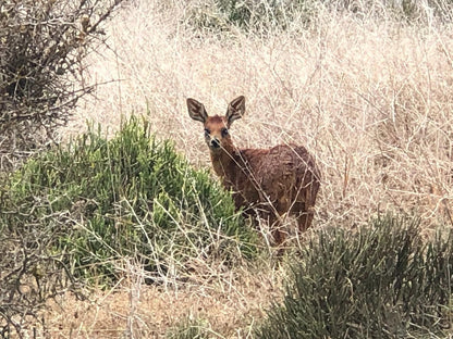 West Coast Shores, Sepia Tones, Deer, Mammal, Animal, Herbivore