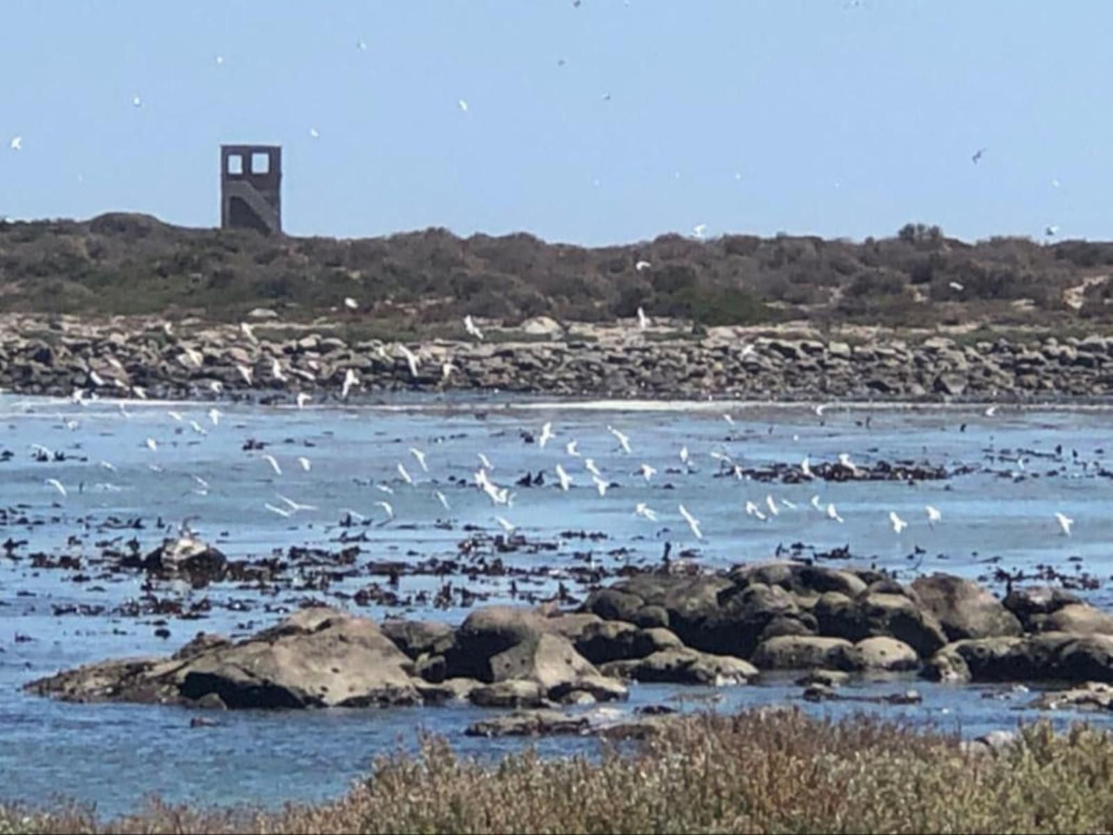 West Coast Shores, Seagull, Bird, Animal, Beach, Nature, Sand