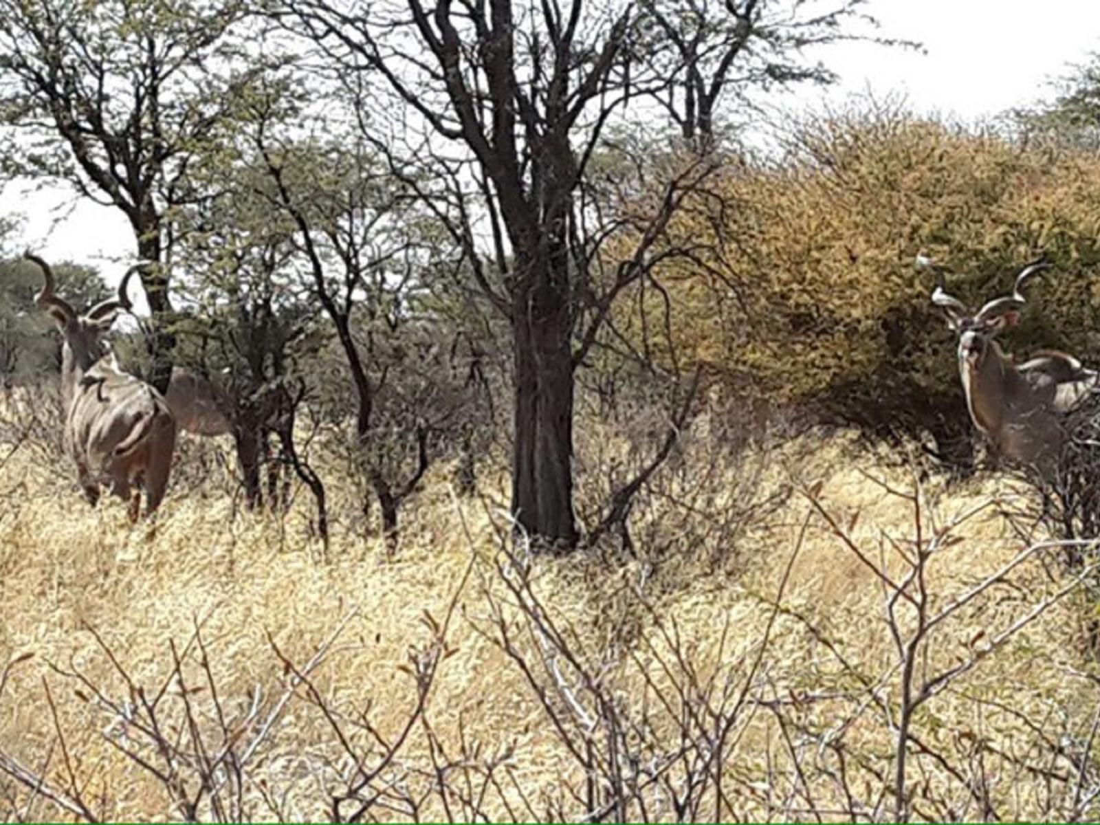 West Nest Lodge, Animal