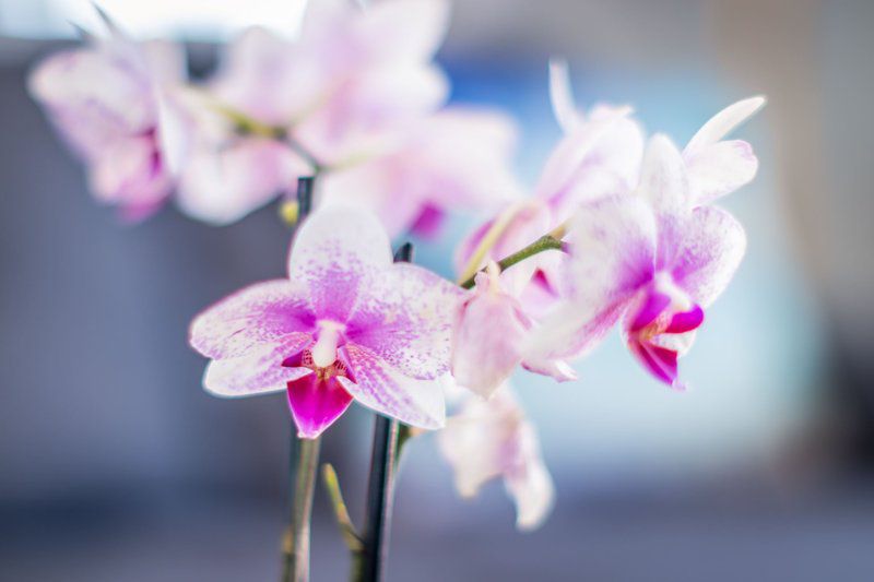 8 On Rowallan West Beach Blouberg Western Cape South Africa Blossom, Plant, Nature, Flower, Bokeh