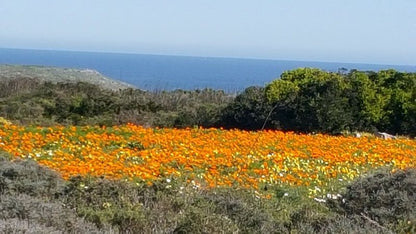 Westcoast Cactus Brittanica Heights St Helena Bay Western Cape South Africa Complementary Colors, Beach, Nature, Sand, Field, Agriculture, Flower, Plant, Meadow