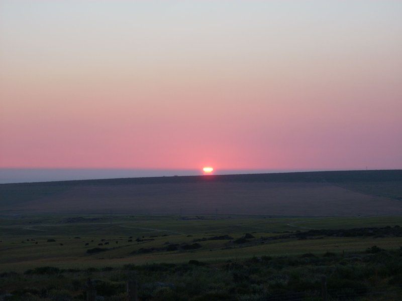 Westcoast Cactus Brittanica Heights St Helena Bay Western Cape South Africa Sky, Nature, Lowland, Sunset