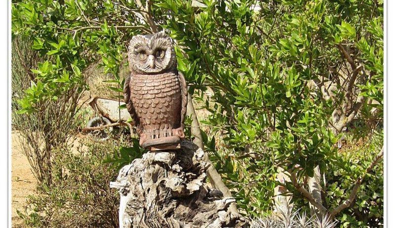 Westcoast Cactus Brittanica Heights St Helena Bay Western Cape South Africa Owl, Bird, Animal, Predator
