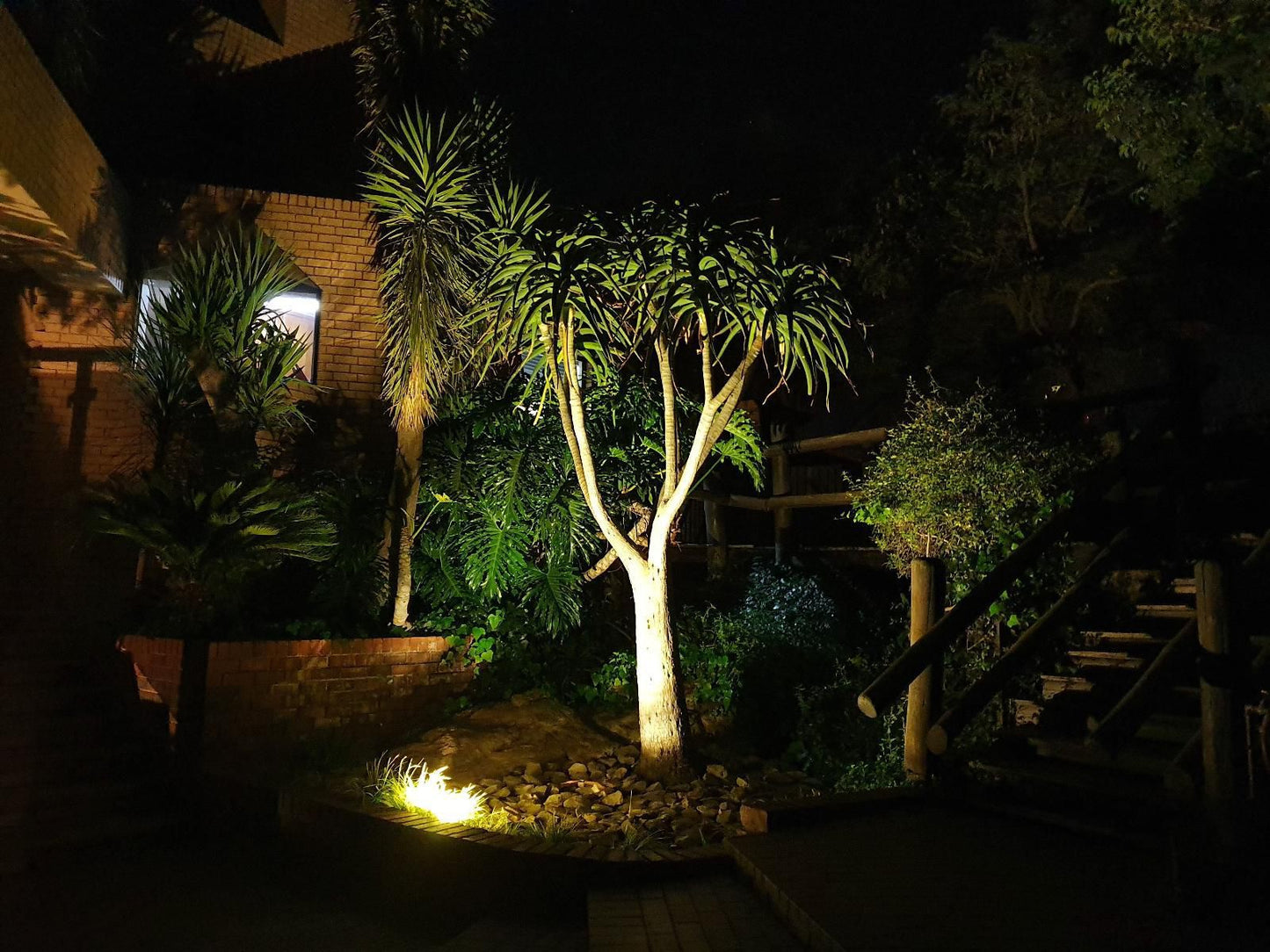 Weston Guest House Krugersdorp Kenmare Krugersdorp Gauteng South Africa Dark, Palm Tree, Plant, Nature, Wood, Garden