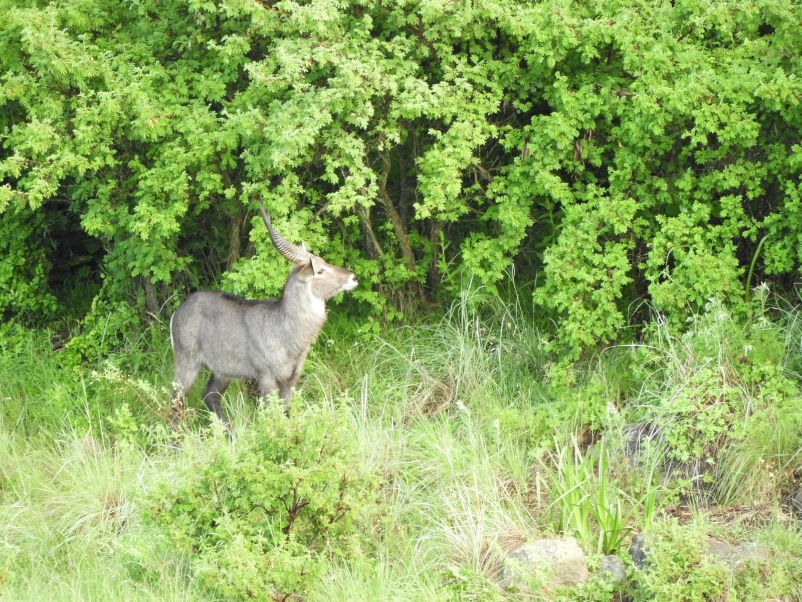 Wetlands Game Lodge Wakkerstroom Mpumalanga South Africa Deer, Mammal, Animal, Herbivore