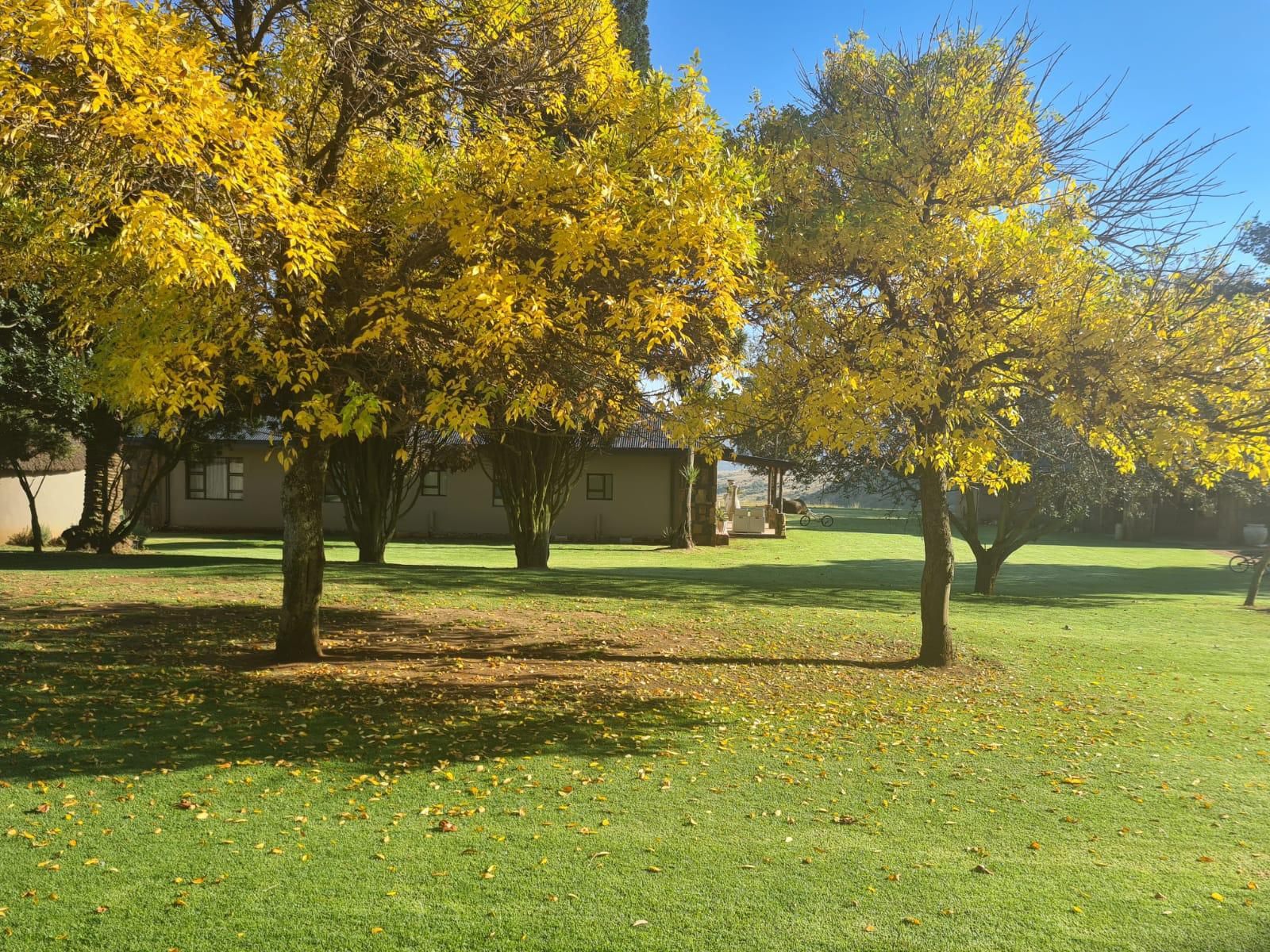 Wetlands Game Lodge Wakkerstroom Mpumalanga South Africa Plant, Nature, Tree, Wood, Autumn