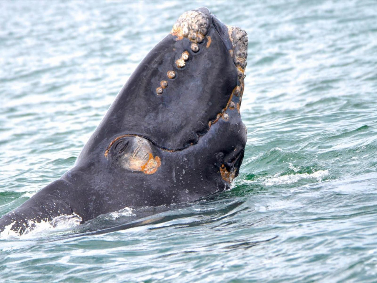 Whale Tale De Kelders Western Cape South Africa Whale, Marine Animal, Animal