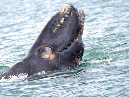 Whale Tale De Kelders Western Cape South Africa Whale, Marine Animal, Animal