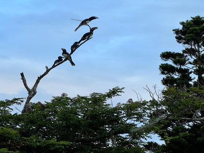 Whalesong Guest House St Lucia Kwazulu Natal South Africa Bird, Animal