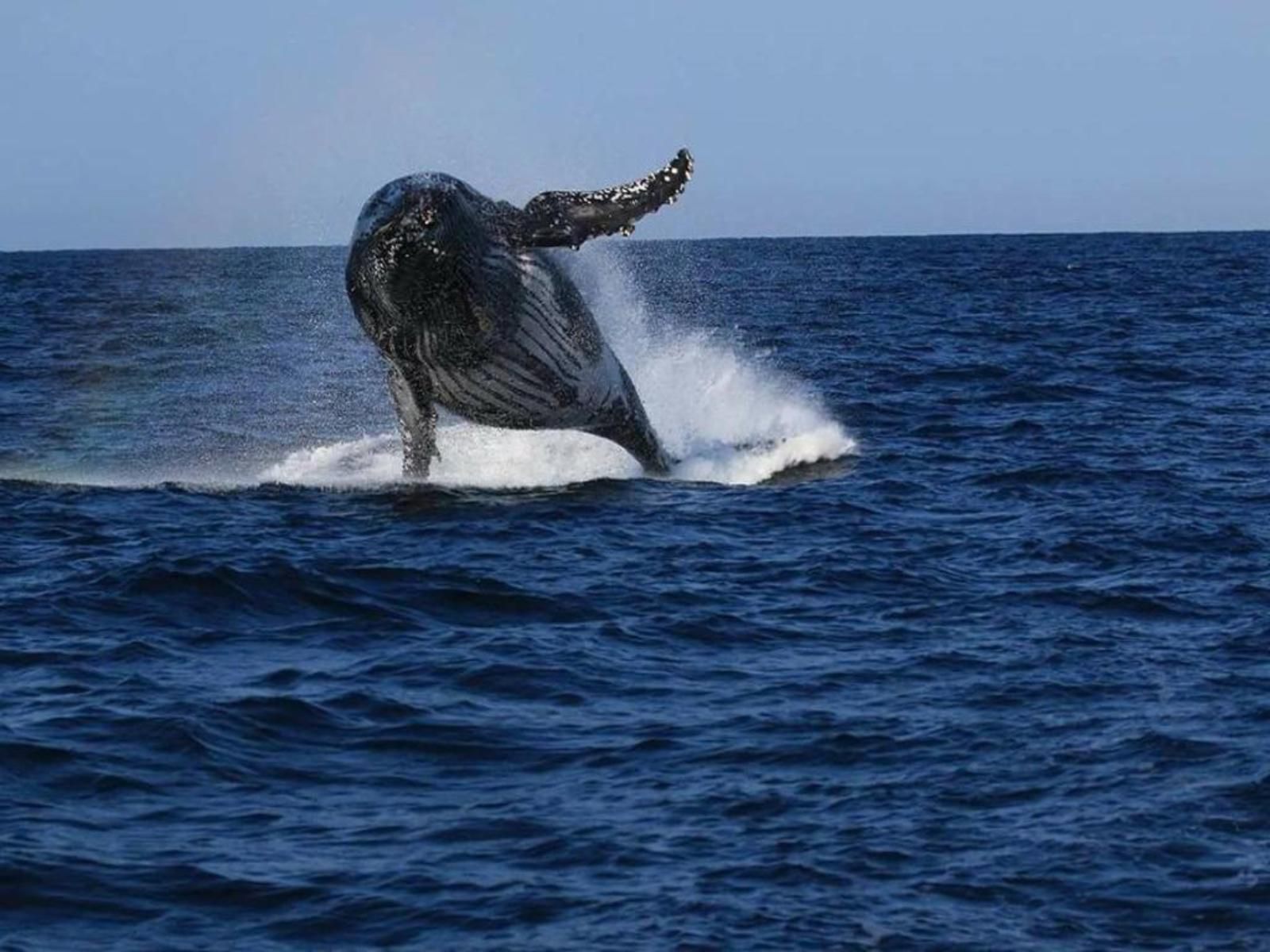 Whalesong Guest House St Lucia Kwazulu Natal South Africa Whale, Marine Animal, Animal, Ocean, Nature, Waters