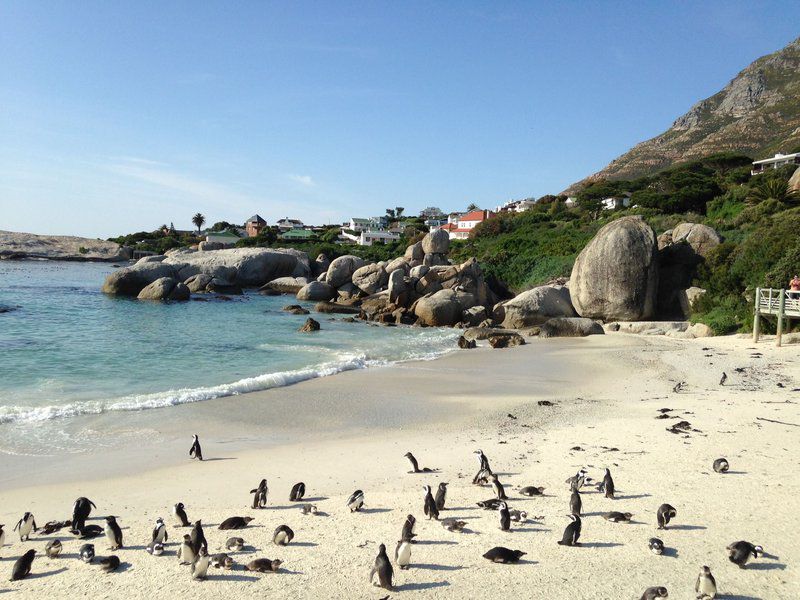 Whale S Tale Sunnycove Cape Town Western Cape South Africa Complementary Colors, Beach, Nature, Sand