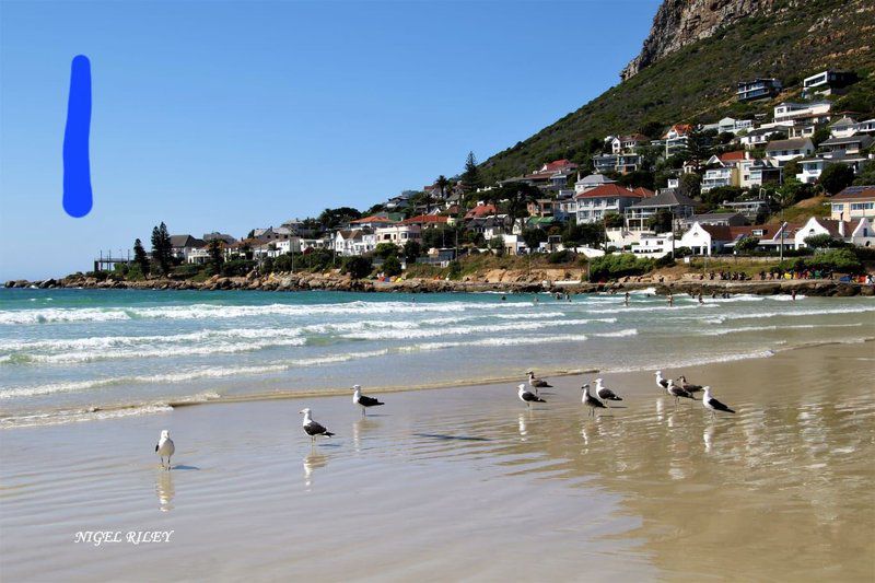 Whale S Tale Sunnycove Cape Town Western Cape South Africa Beach, Nature, Sand, Animal