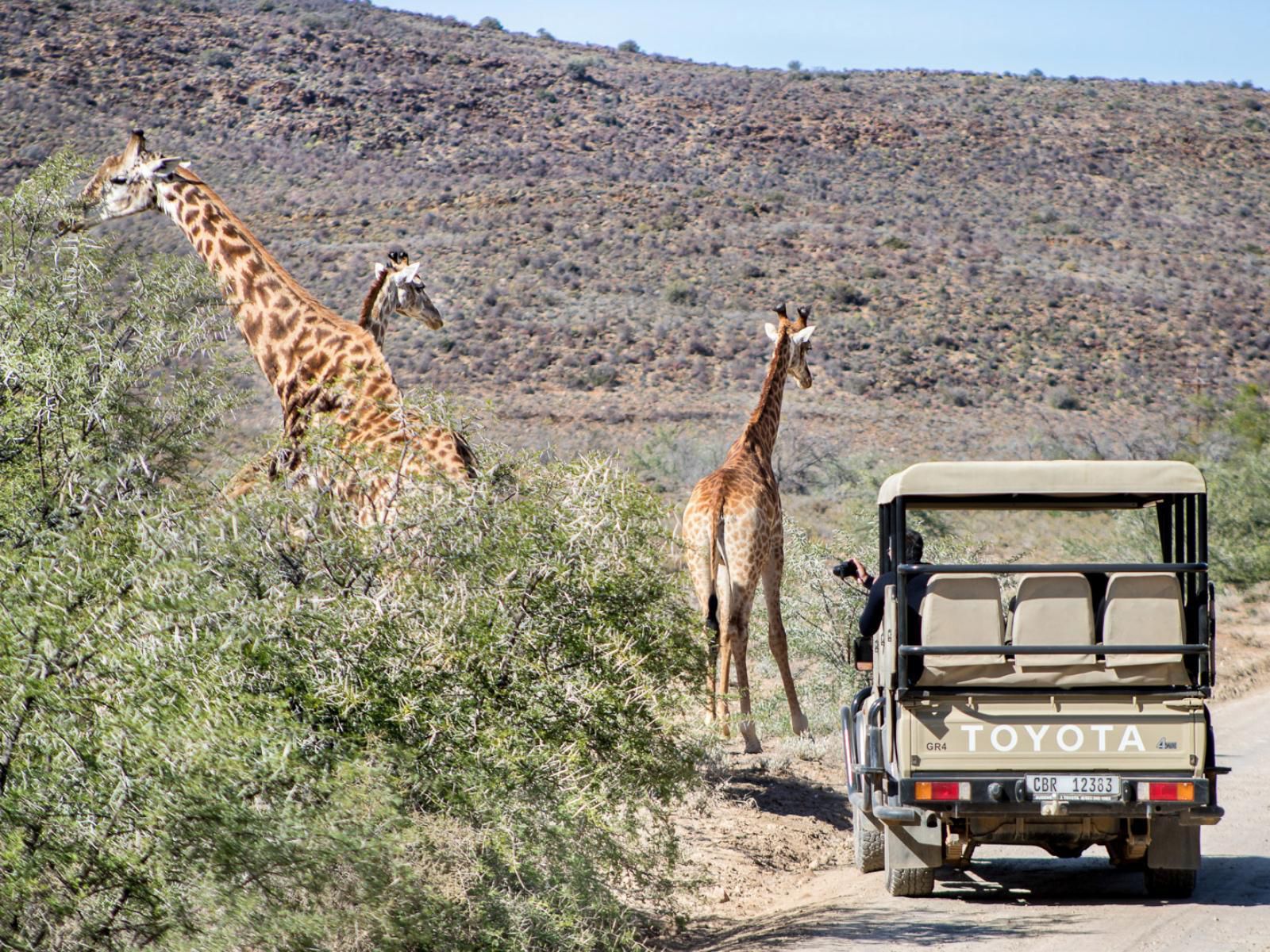 White Lion Lodge On The Sanbona Wildlife Reserve, Giraffe, Mammal, Animal, Herbivore, Desert, Nature, Sand