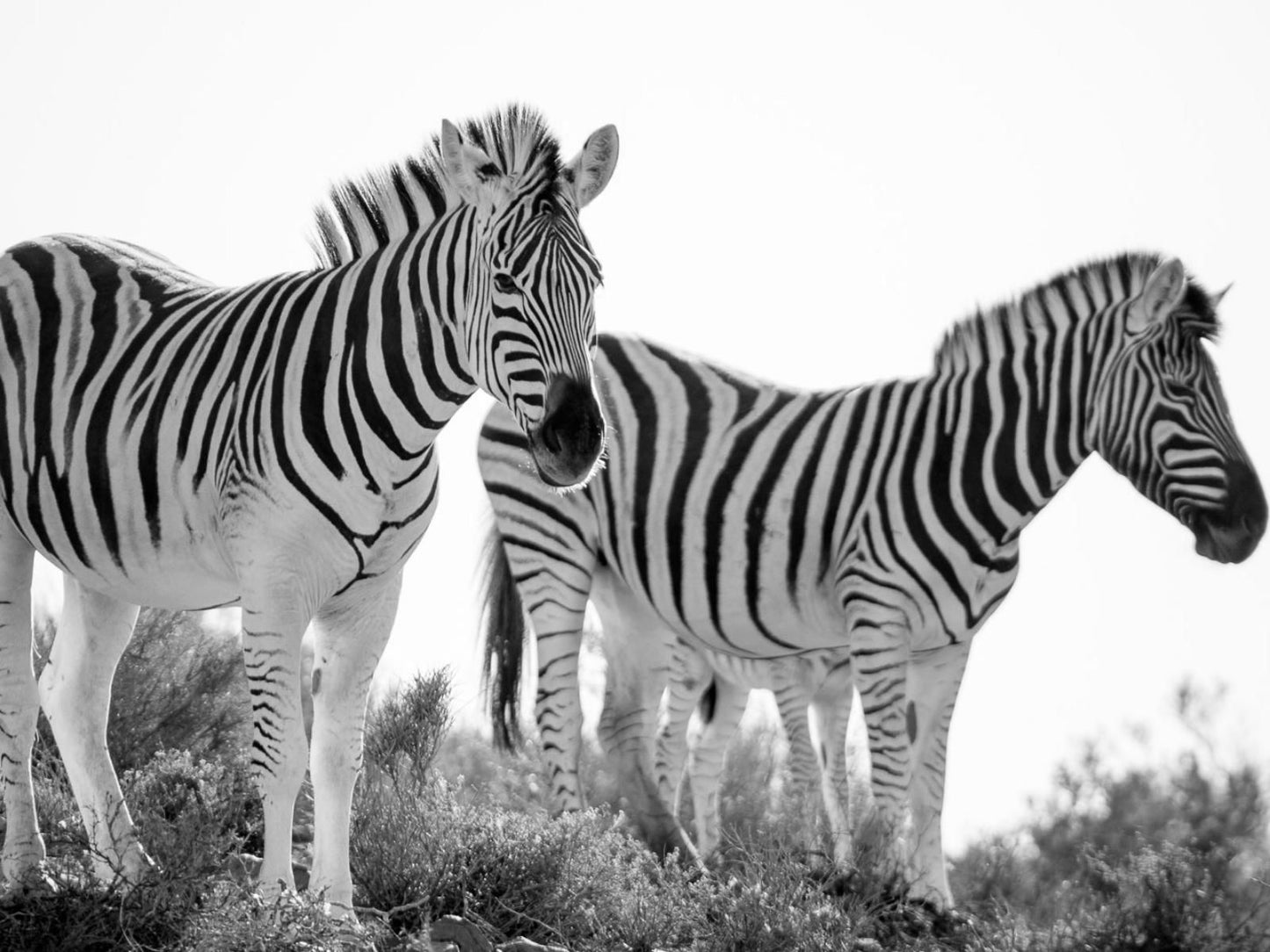 White Lion Lodge On The Sanbona Wildlife Reserve, Colorless, Black and White, Zebra, Mammal, Animal, Herbivore, High Key