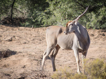 White Lion Lodge On The Sanbona Wildlife Reserve, Animal