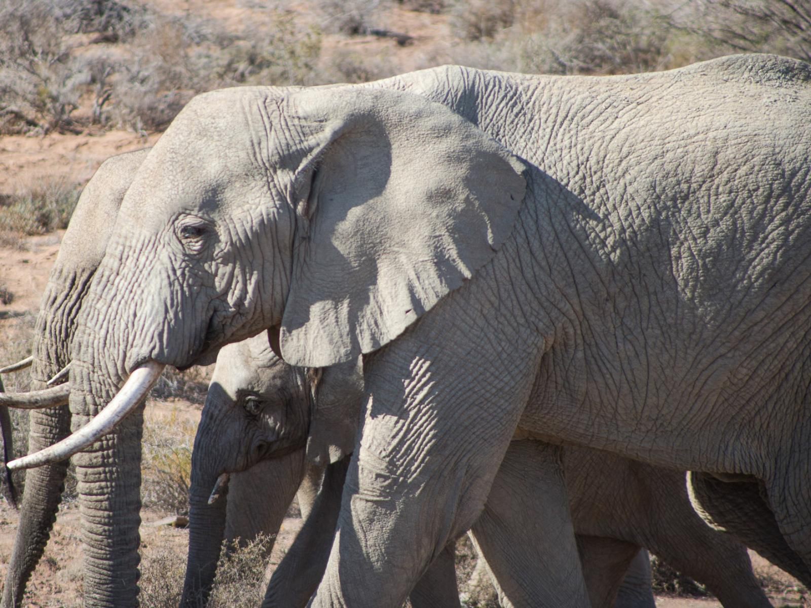 White Lion Lodge On The Sanbona Wildlife Reserve, Elephant, Mammal, Animal, Herbivore