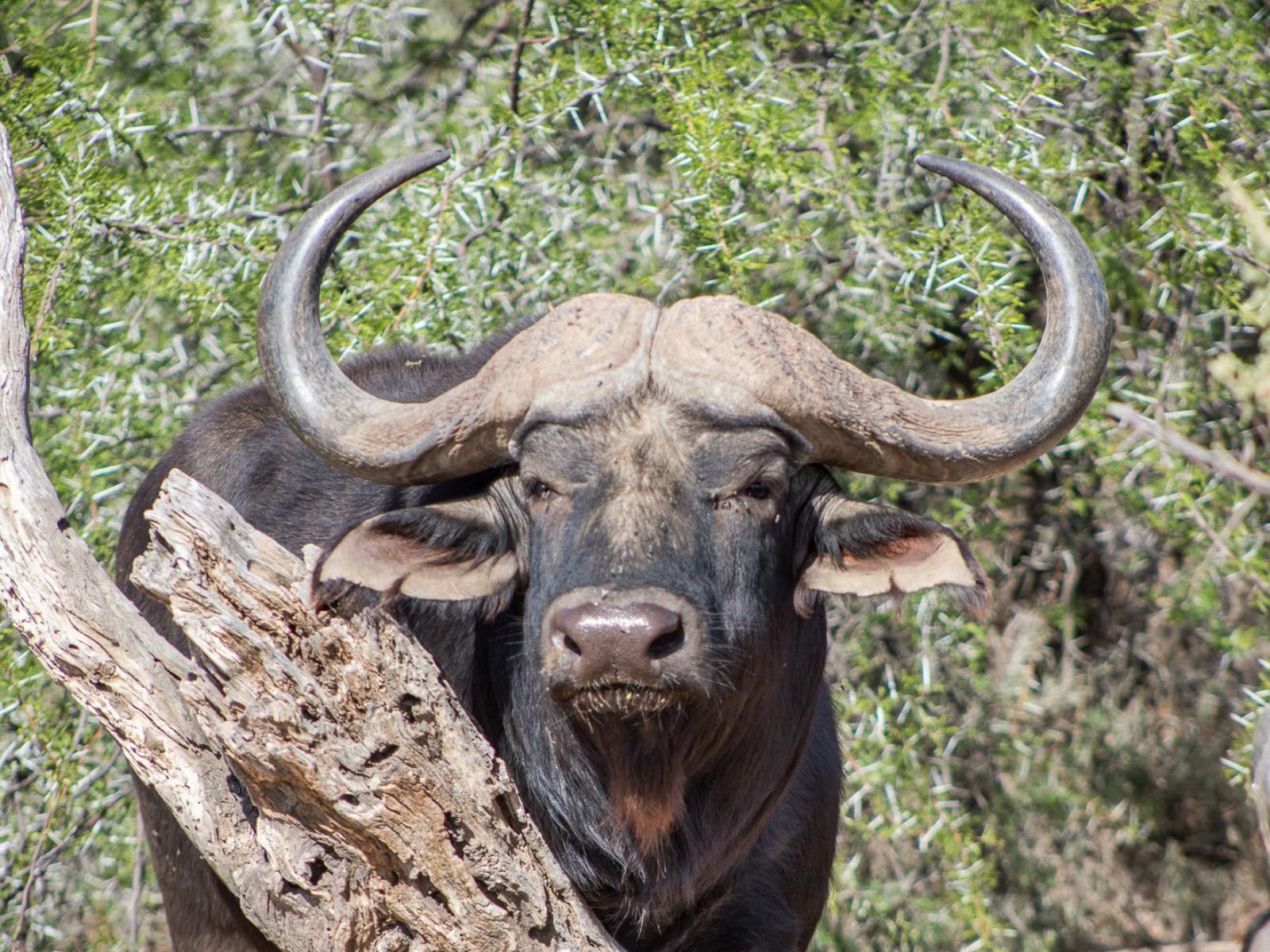 White Lion Lodge On The Sanbona Wildlife Reserve, Water Buffalo, Mammal, Animal, Herbivore