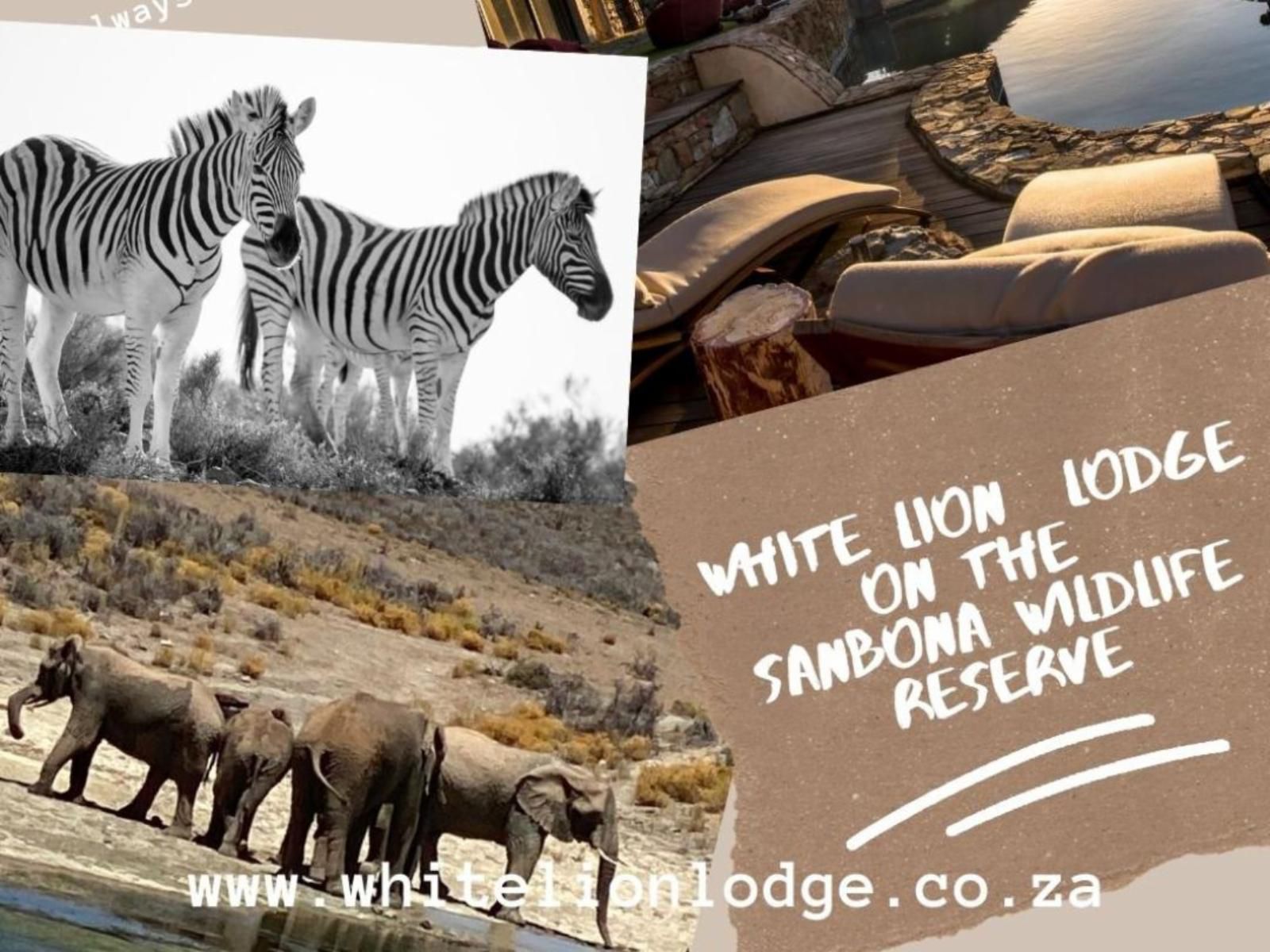 White Lion Lodge On The Sanbona Wildlife Reserve, SUITE, Zebra, Mammal, Animal, Herbivore