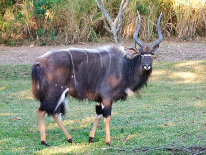 White Rock Lodge Karino Mpumalanga South Africa Animal