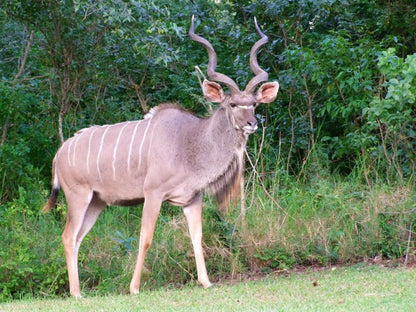 White Rock Lodge Karino Mpumalanga South Africa Deer, Mammal, Animal, Herbivore