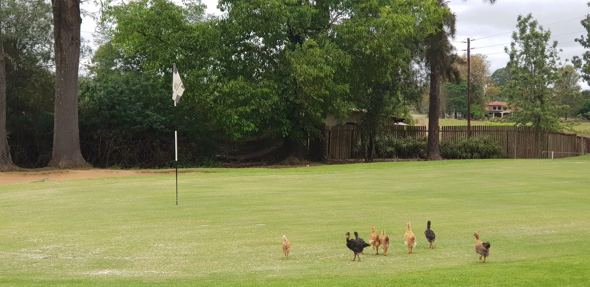 White River Golf Lodge White River Mpumalanga South Africa Bird, Animal, Ball Game, Sport, Golfing